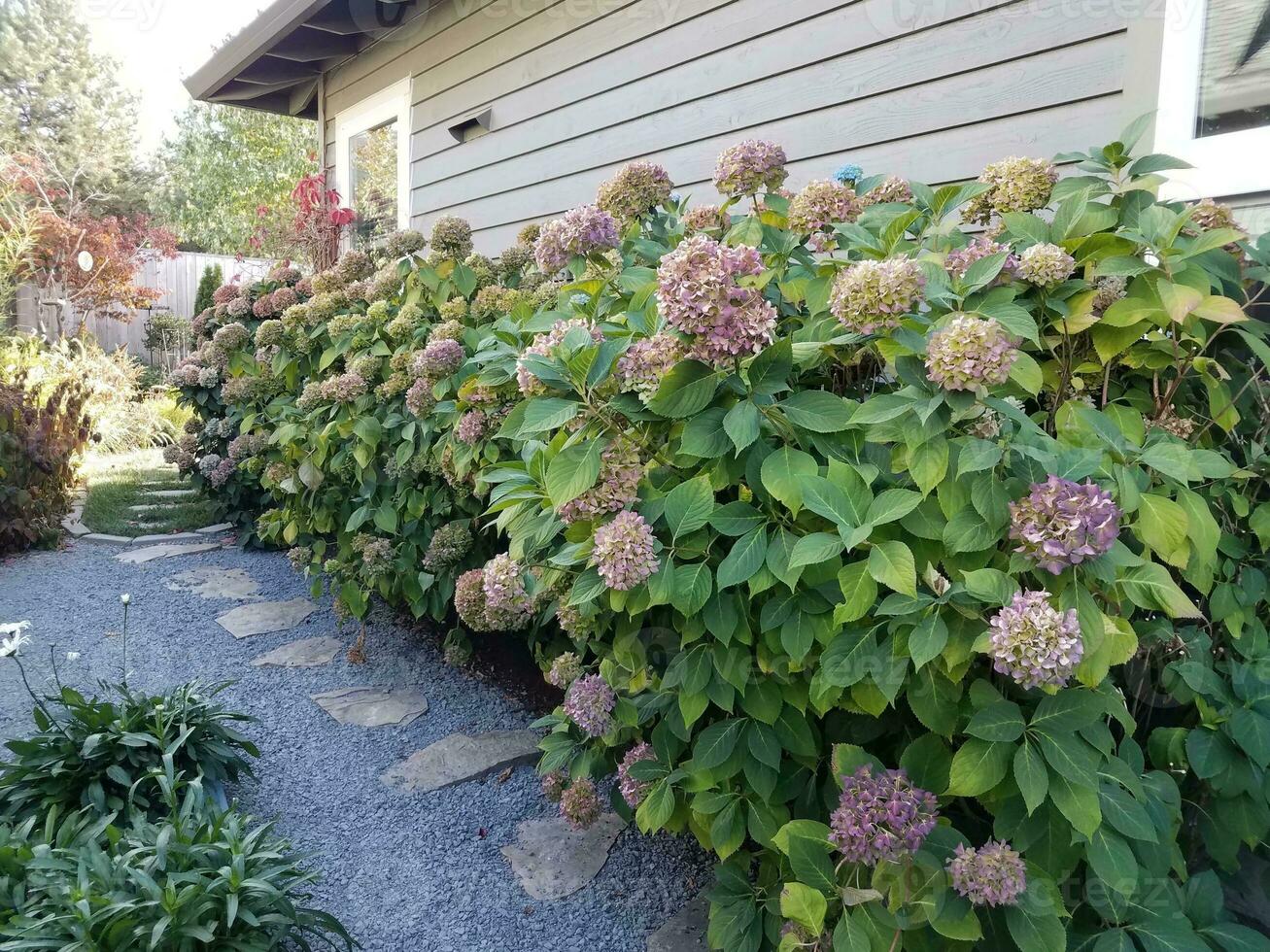 fila di cespugli di ortensie con fiori e casa e sentiero in pietra foto