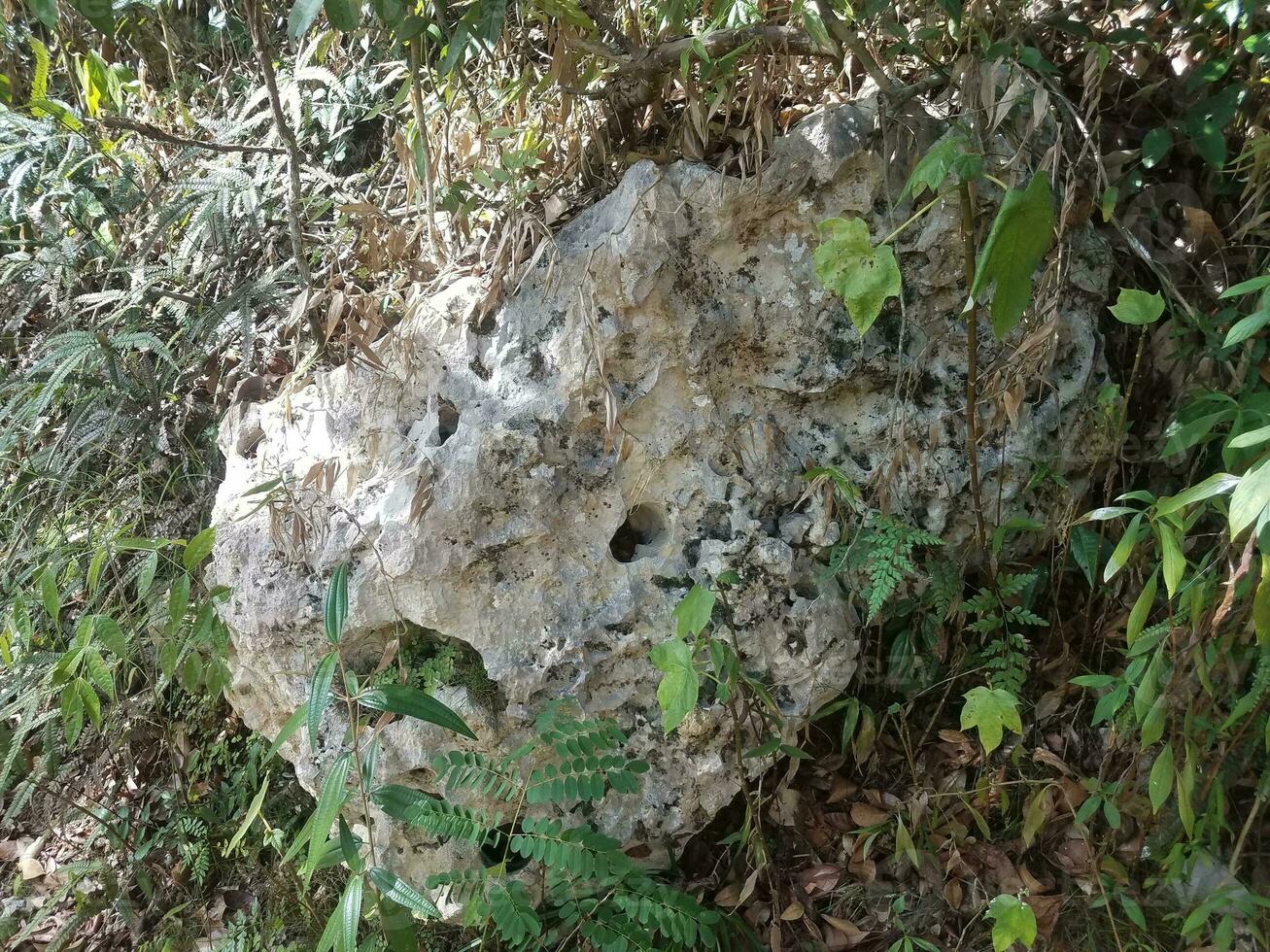 roccia carsica con piante verdi nella foresta di guajataca a porto rico foto