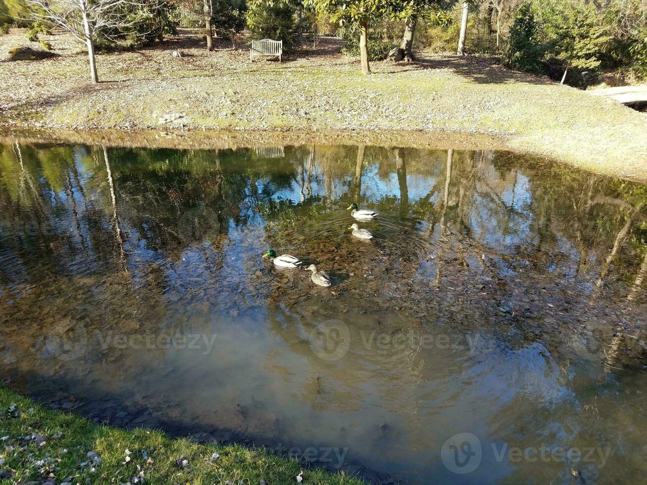 anatre in un lago o stagno e foglie foto