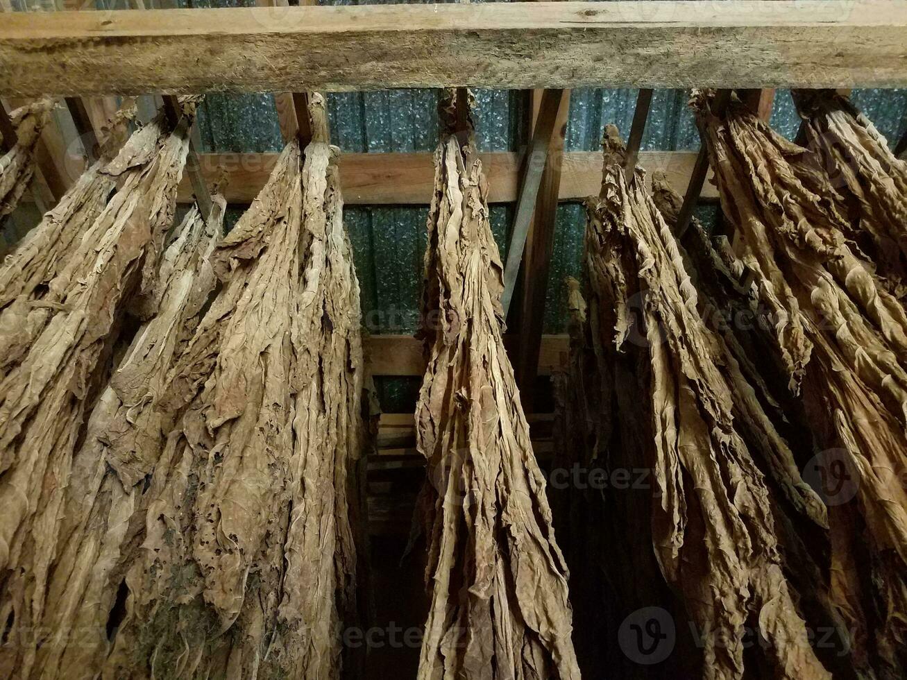 foglie di tabacco essiccate appese e trave di legno foto