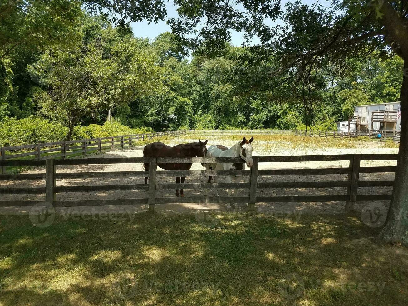 cavallo bianco e marrone e recinzione in legno foto