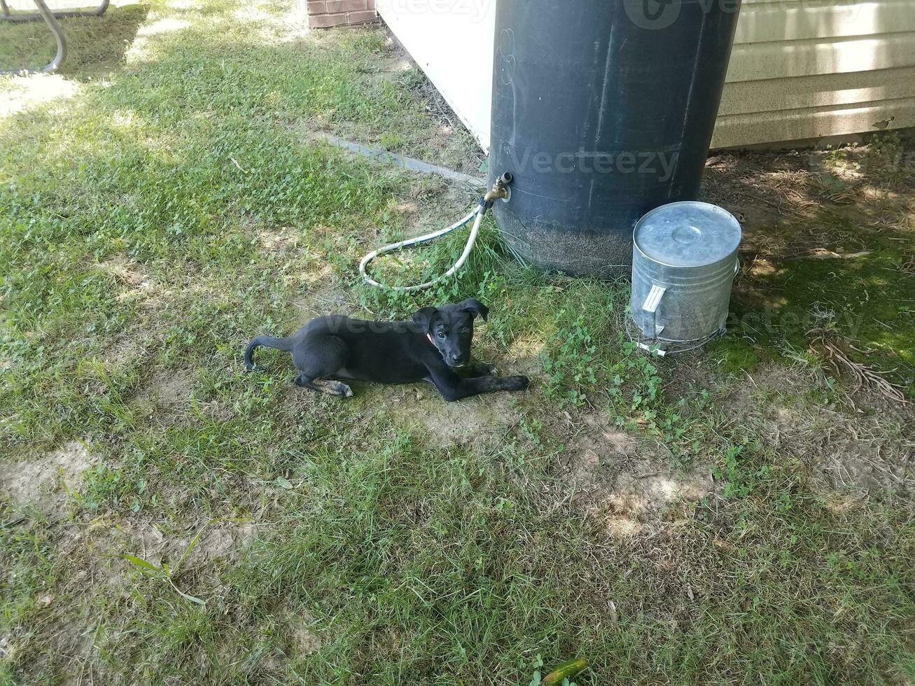 cucciolo di cane nero vicino al barilotto della pioggia foto