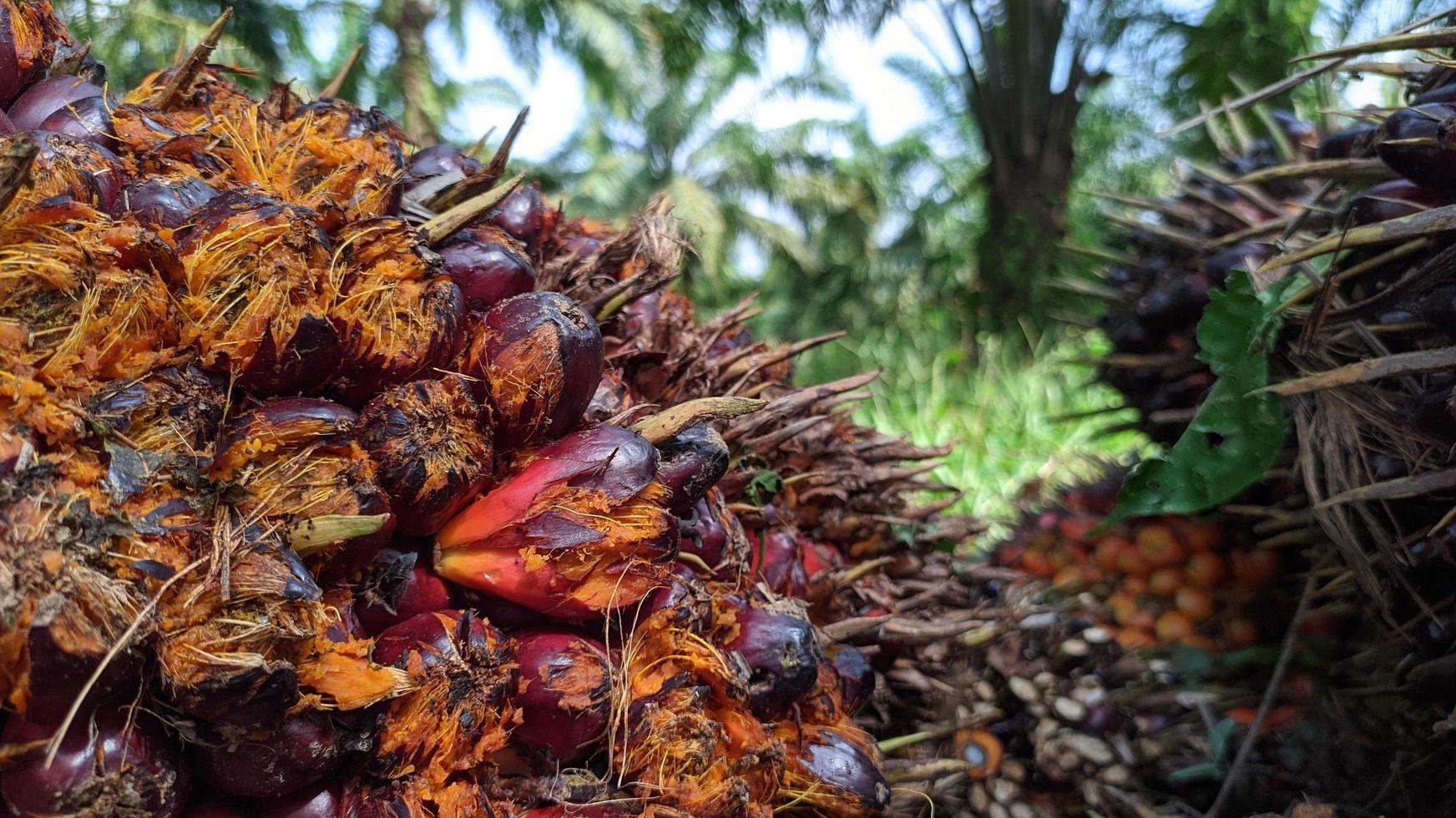 messa a fuoco selettiva di frutta fresca di palma da olio foto