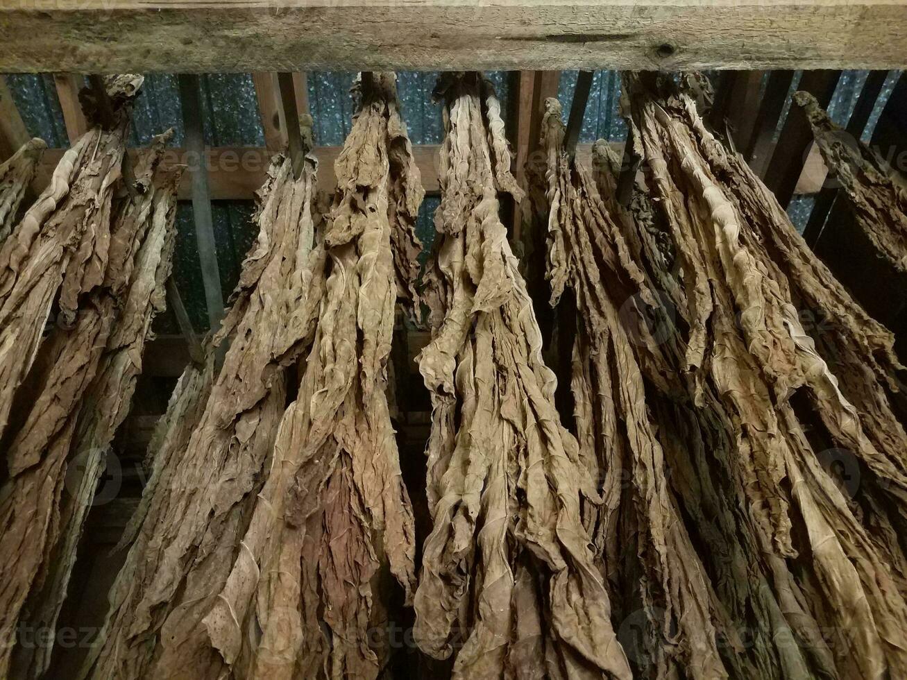 foglie di tabacco essiccate appese e trave di legno foto