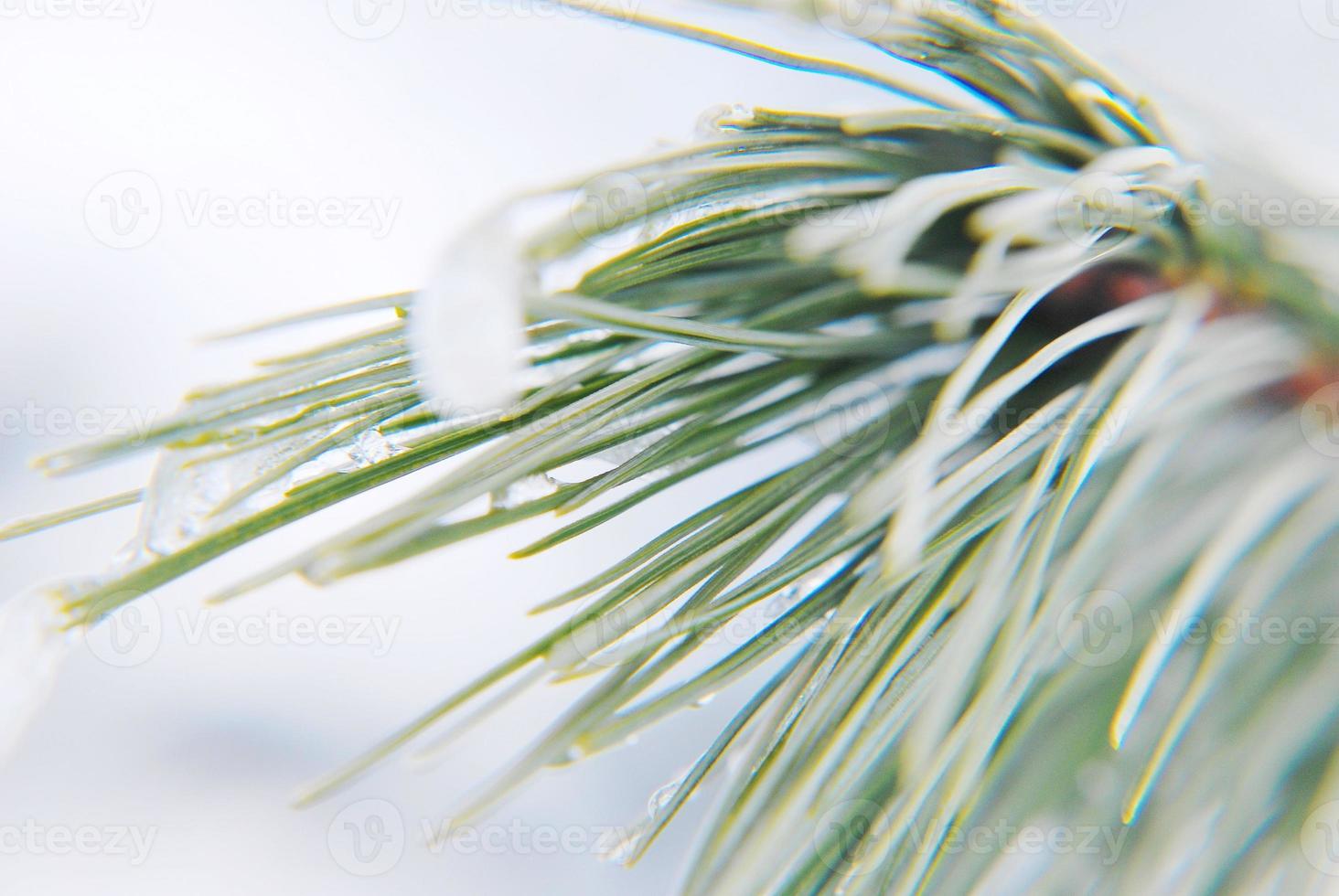 rami di pino invernale foto