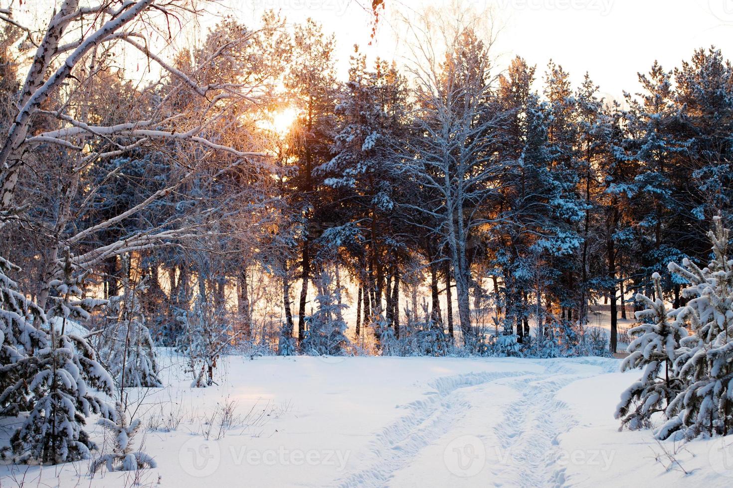 foresta d'inverno all'alba. foto