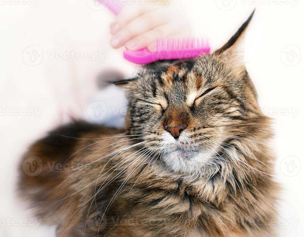 gatto di maine coon foto