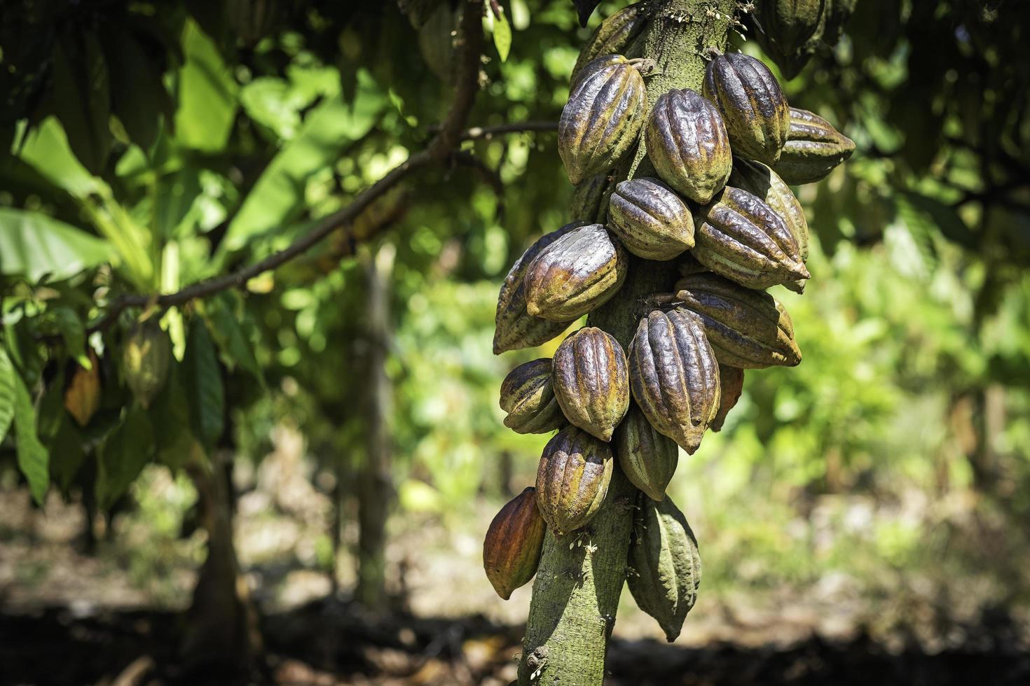 albero di cacao con baccelli di cacao in una fattoria biologica. foto