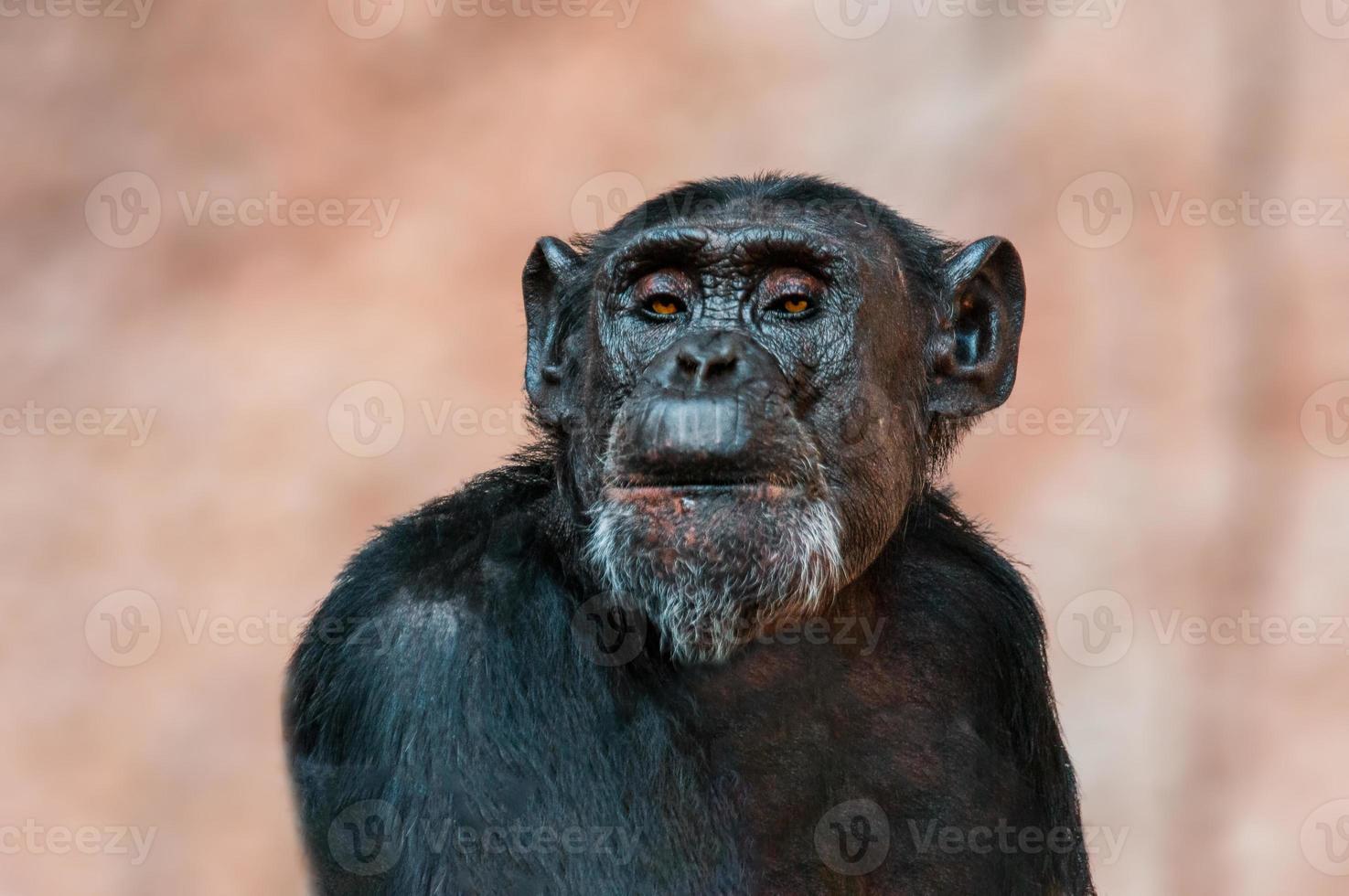 lo scimpanzé seduto dell'Africa occidentale si rilassa foto