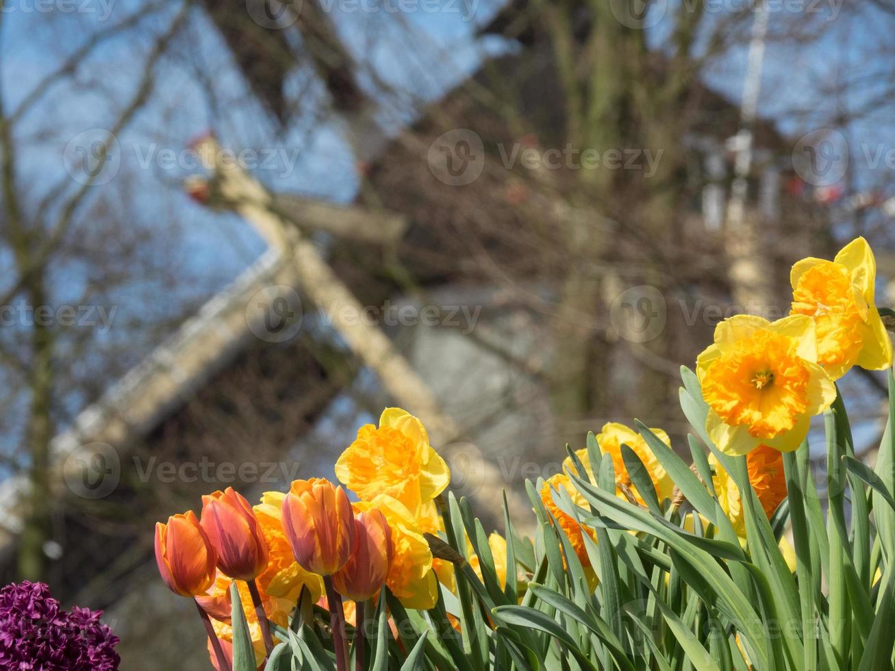 molti tulipani nei Paesi Bassi foto