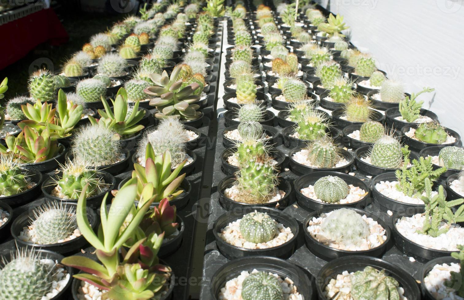 cactus in vasi messi insieme. foto