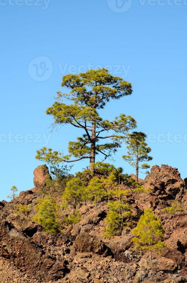 foresta nel parco nazionale del teide tenerife foto