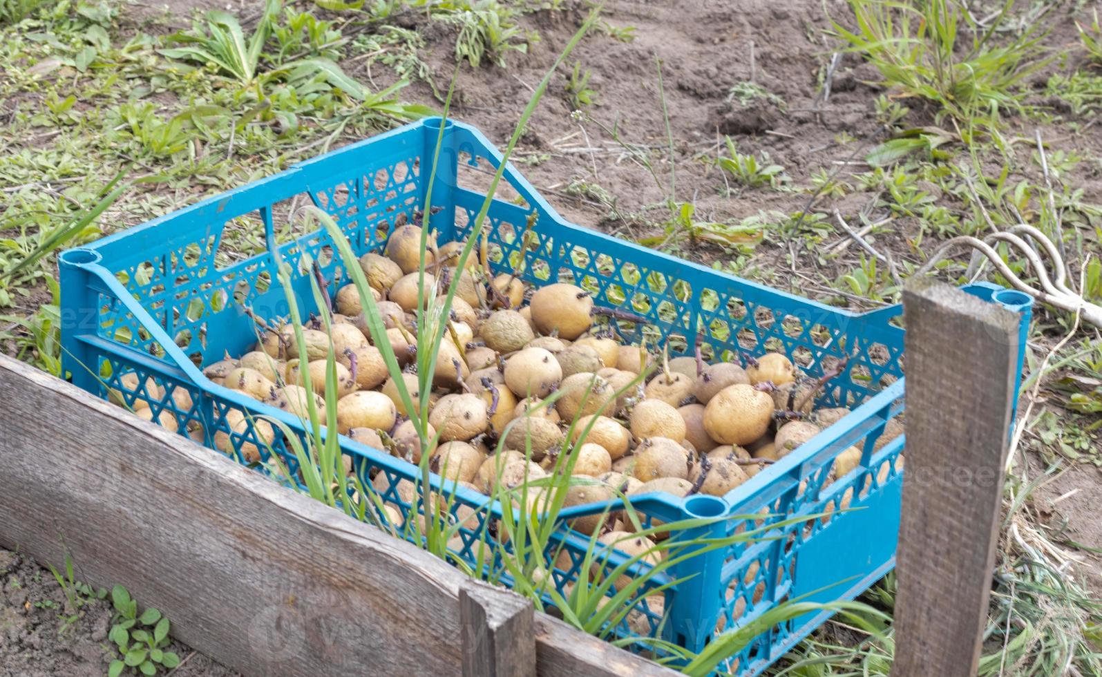 patate da piantare con germogli germogliati in una scatola di plastica. patate da semi vecchie germogliate. piantine di tuberi di patata. il concetto di agricoltura e giardinaggio, coltivazione e cura delle verdure. foto
