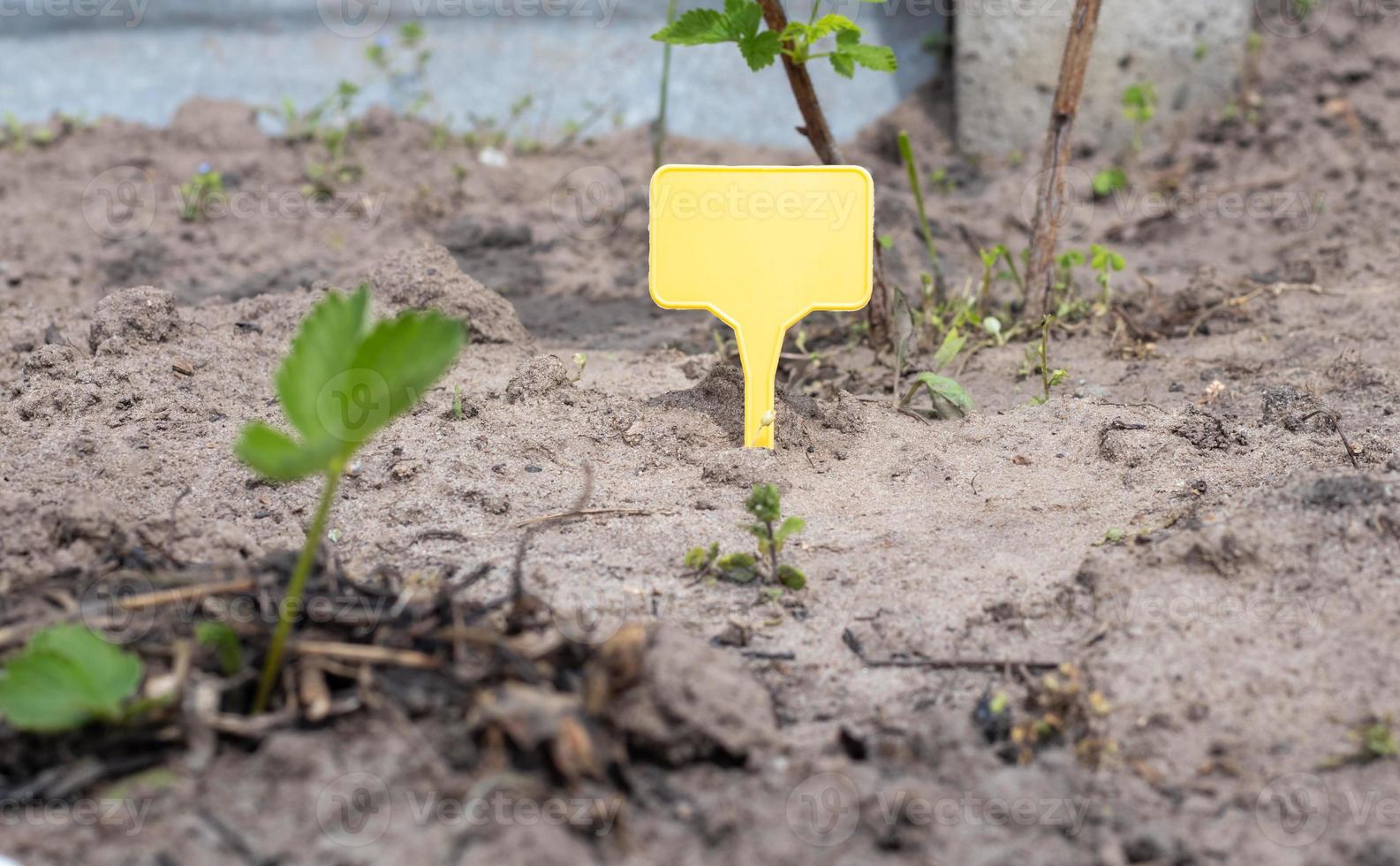 un pennarello da giardino in plastica gialla che indica una pianta nel giardino. etichetta giardino per la marcatura. una piastra riutilizzabile è progettata per visualizzare informazioni sulle colture piantate. foto