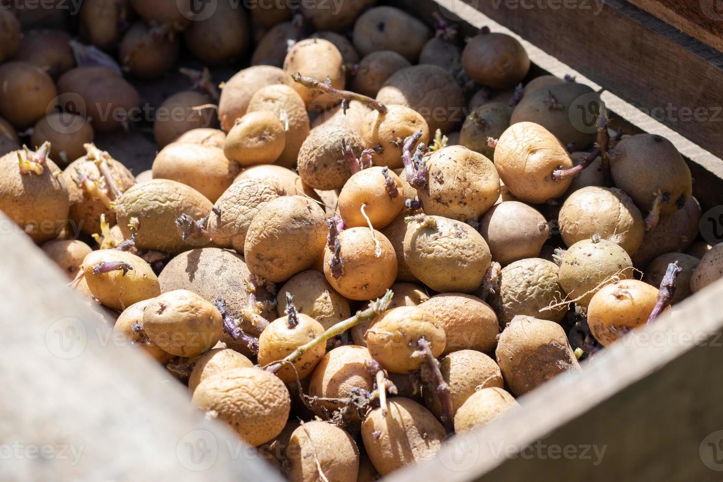 patate da piantare con germogli germogliati in una scatola di legno. patate da semi vecchie germogliate. piantine di tuberi di patata. il concetto di agricoltura e giardinaggio, coltivazione e cura delle verdure. foto