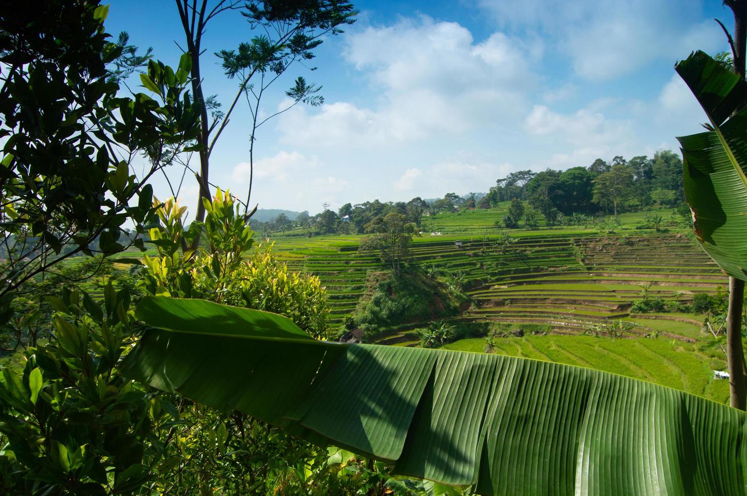 vista del paesaggio delle risaie nelle montagne di selotapak trawas, mojokerto, indonesia. foto