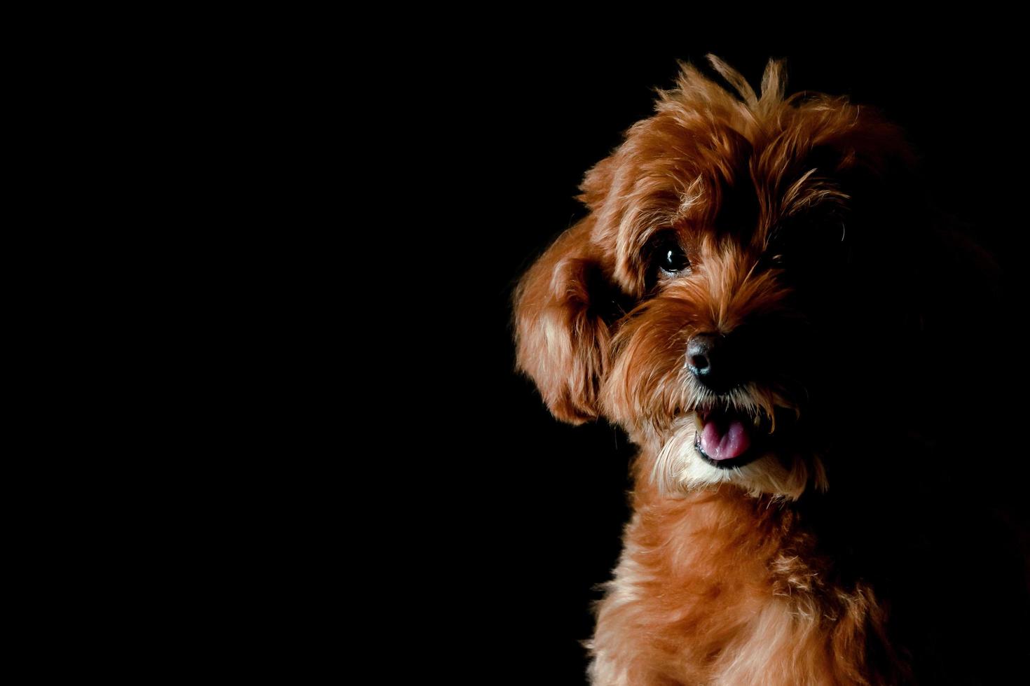 ritratto parziale di adorabile cane barboncino giocattolo marrone. foto
