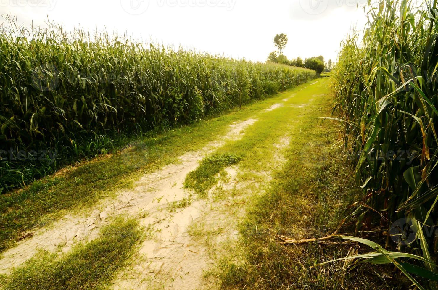 strada sterrata di campagna foto