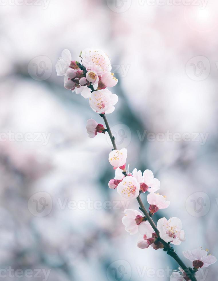 fiore di ciliegio in primavera con soft focus, sfondo foto