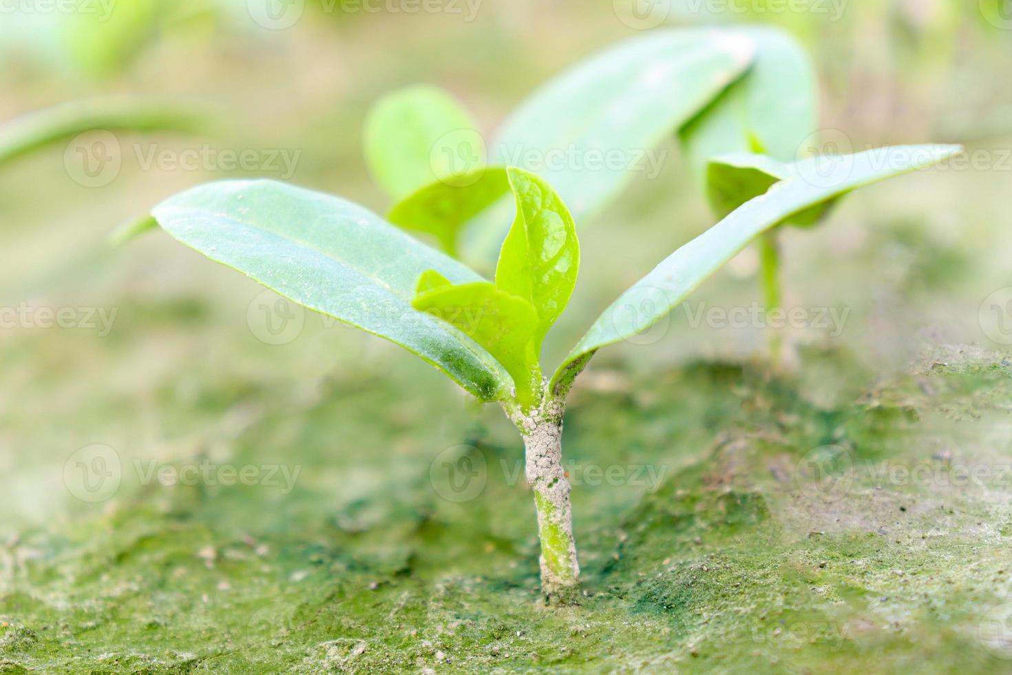 fattoria di spinaci malabar di colore verde sul campo foto