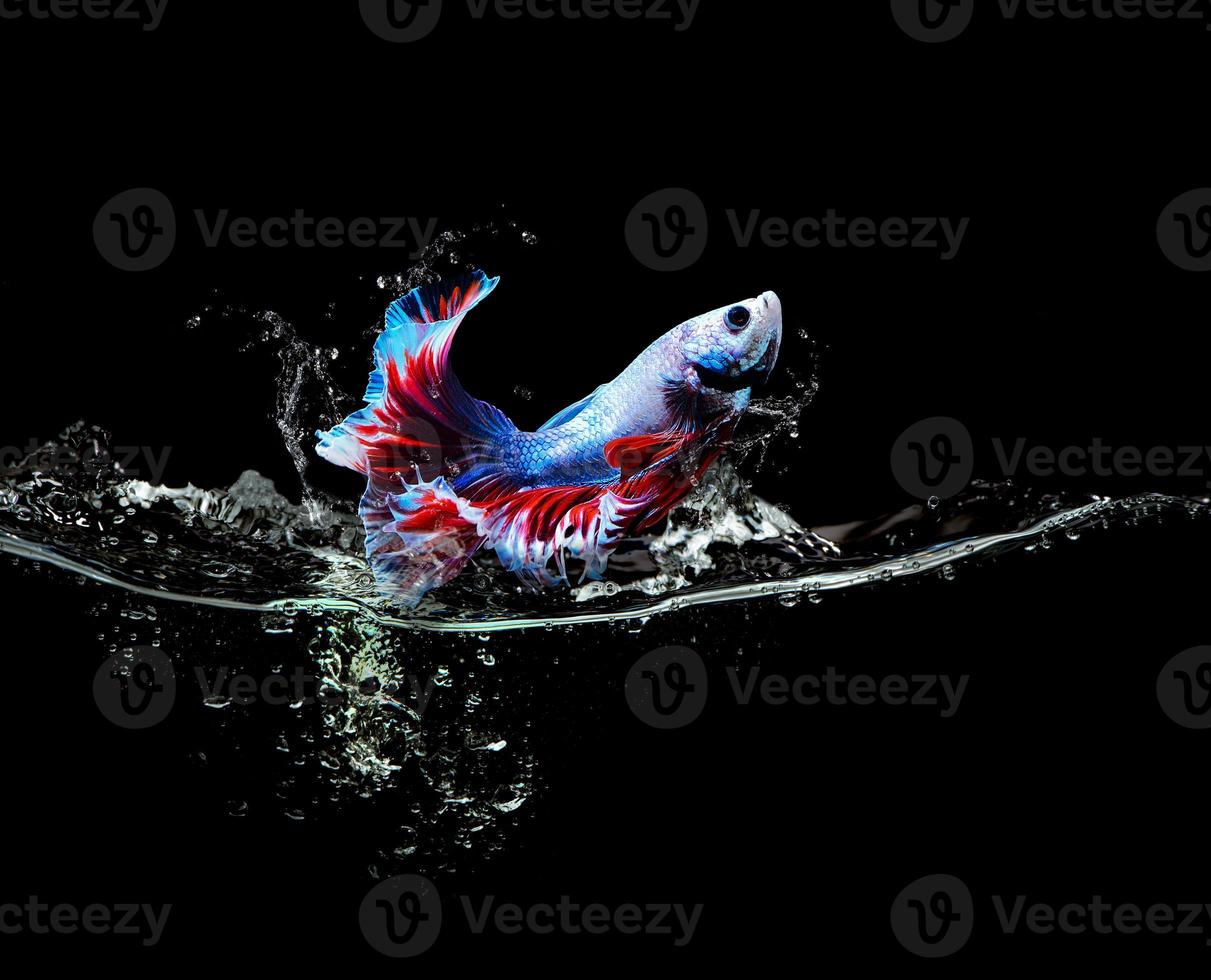 pesce combattente siamese o pesce colorato che salta fuori dagli schizzi d'acqua foto