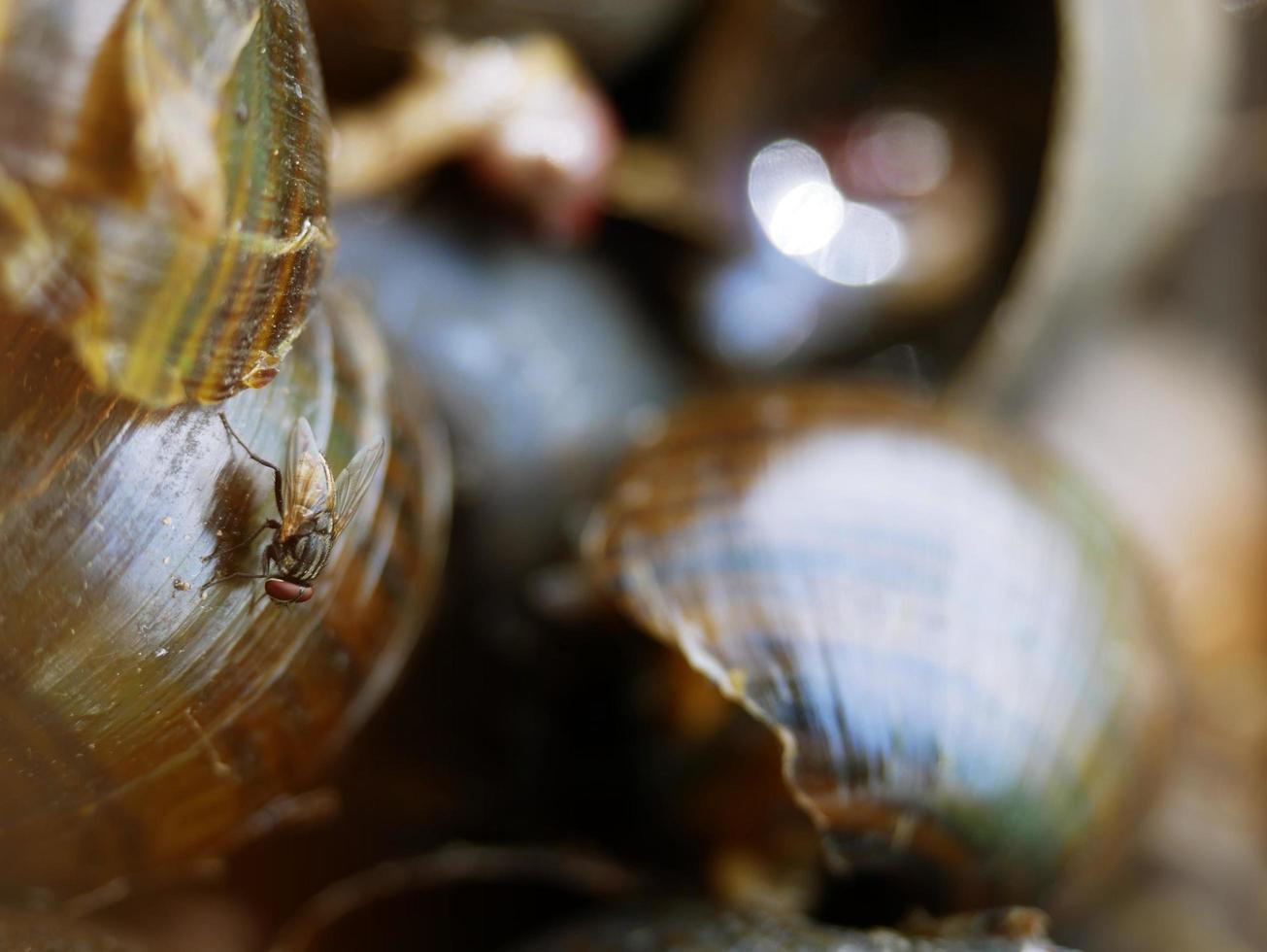 molte mosche si nutrono di cibo avariato. foto