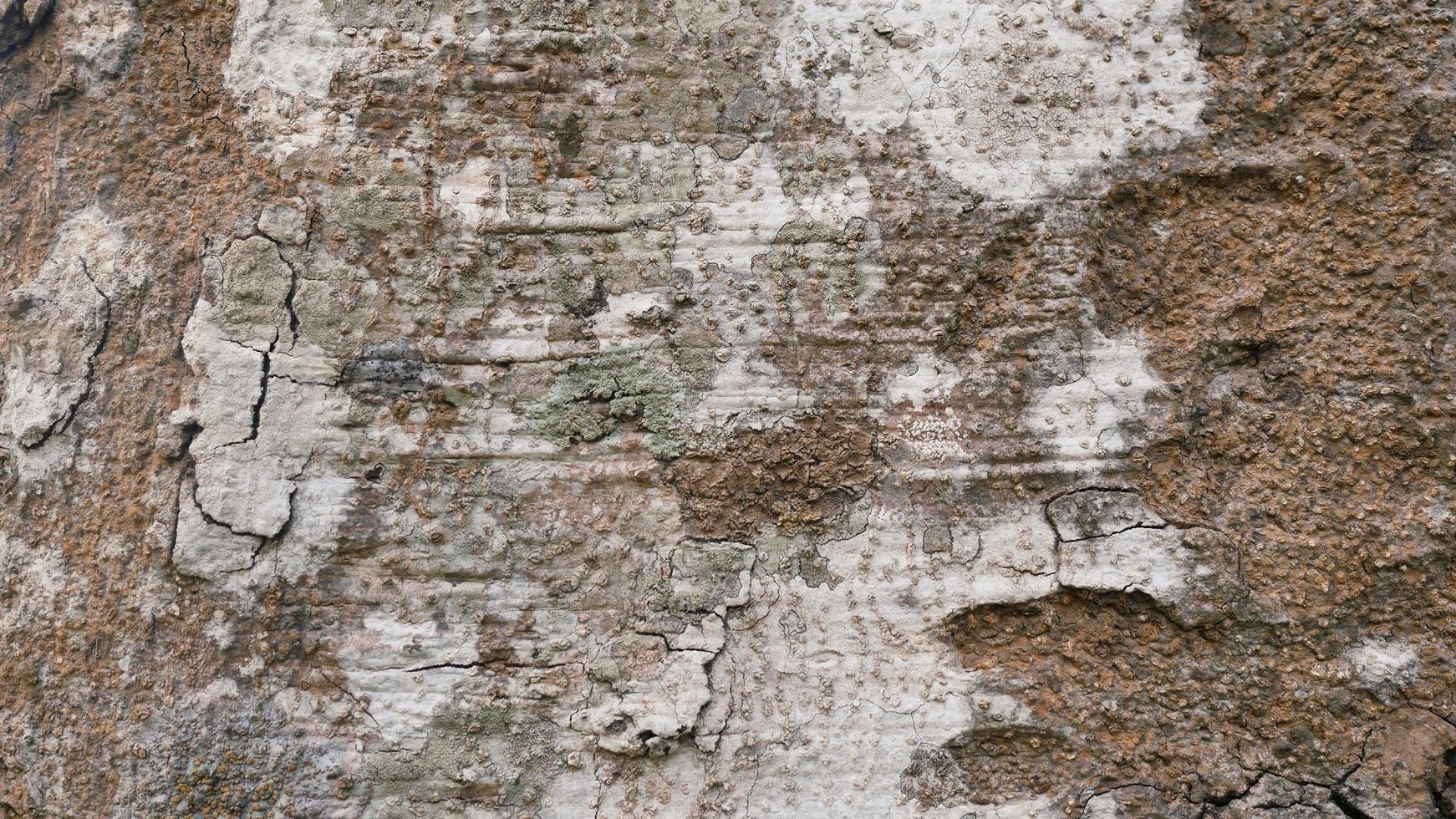 corteccia di alberi marroni, superfici ruvide, tronchi invecchiati. per creare sfondi o disegni di design. foto