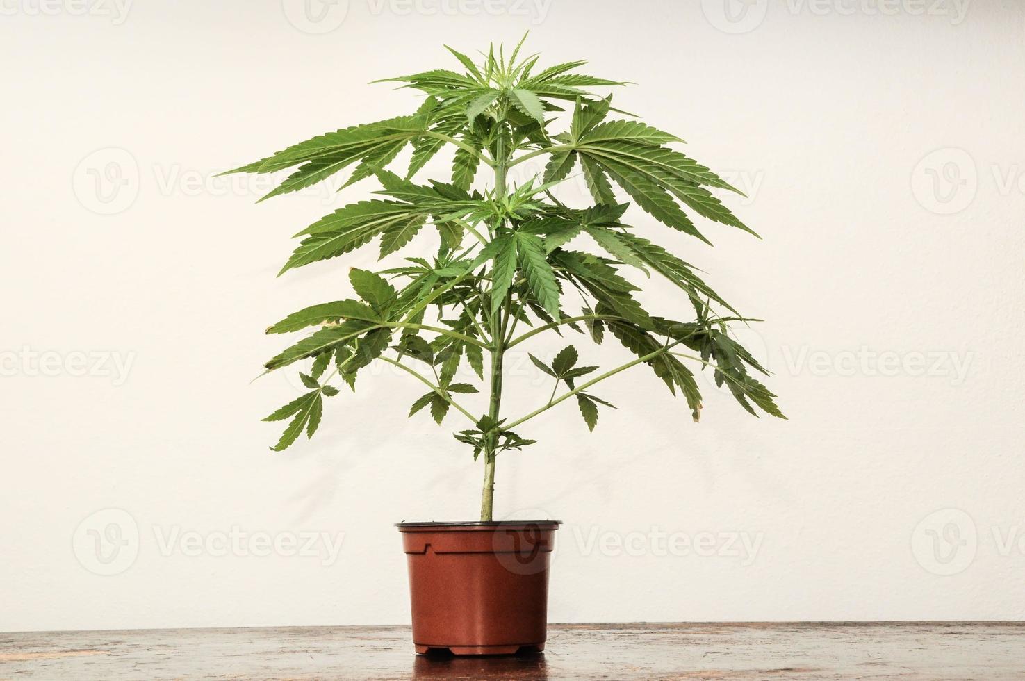 pianta di cannabis su bianco foto