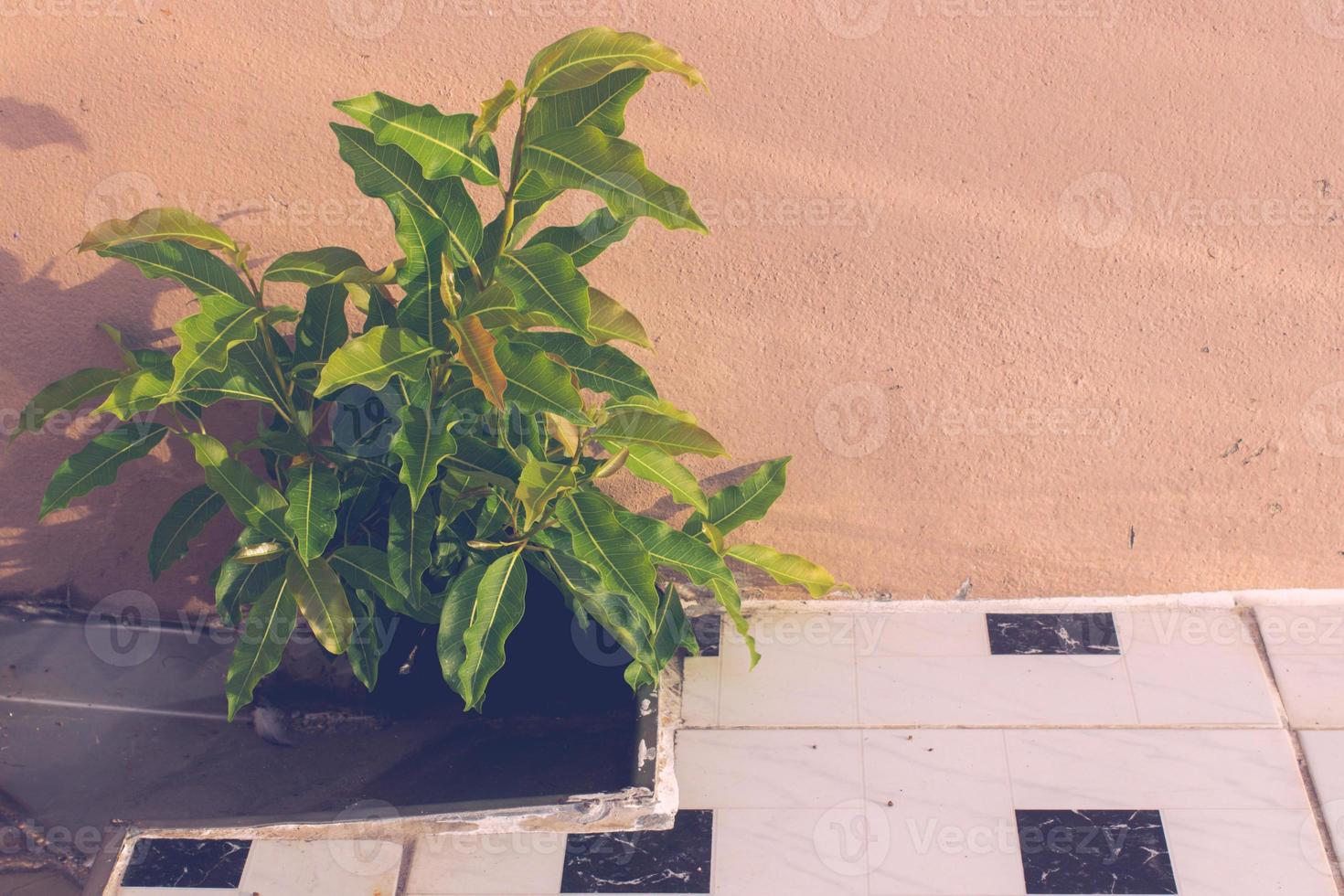 gli alberi che crescono sulle grondaie del tetto foto