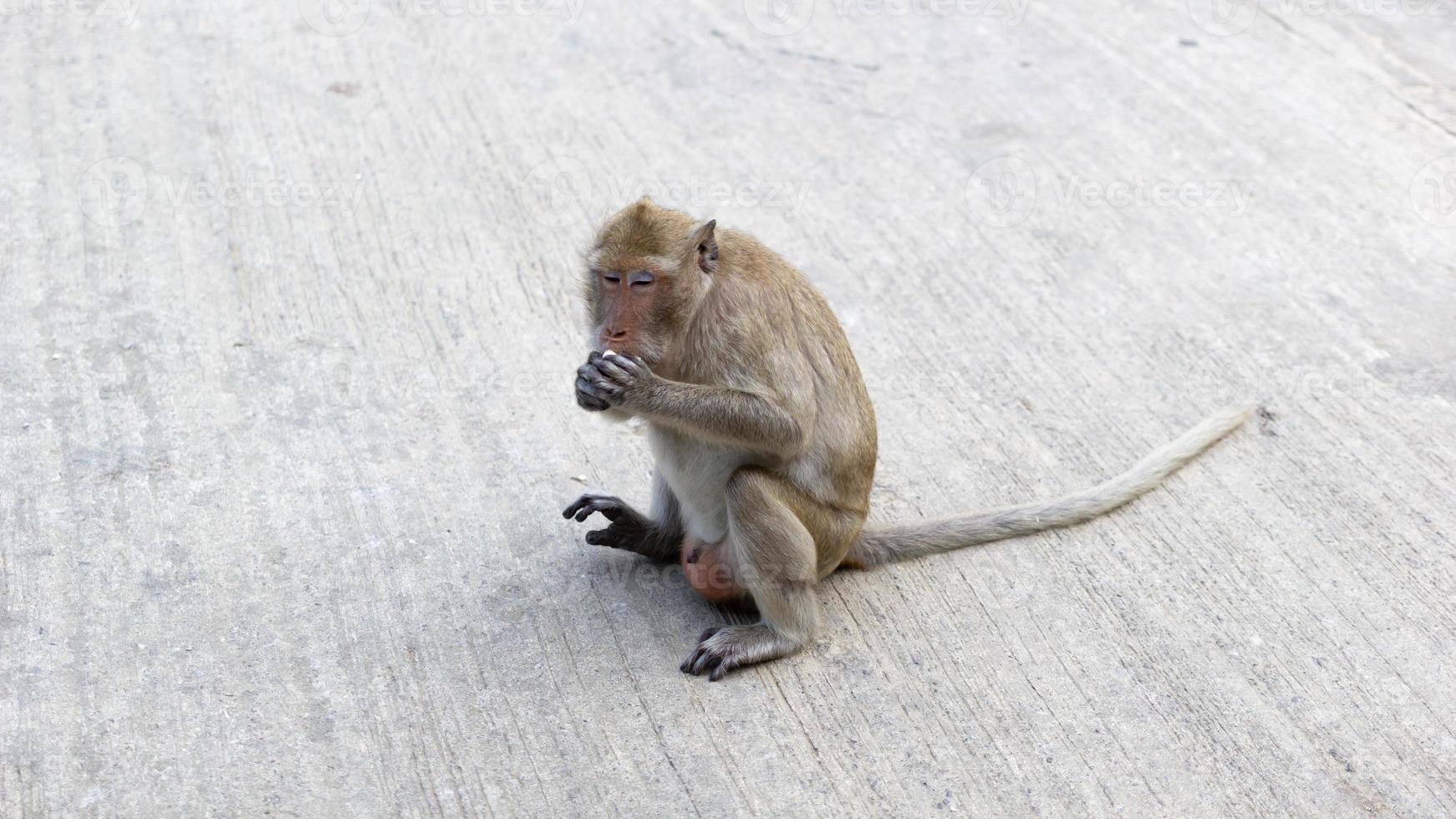 una scimmia marrone sedeva su un palo di cemento, mangiava una banana e guardava a sinistra. foto