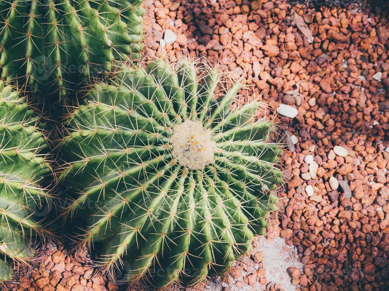 cactus in giardino foto