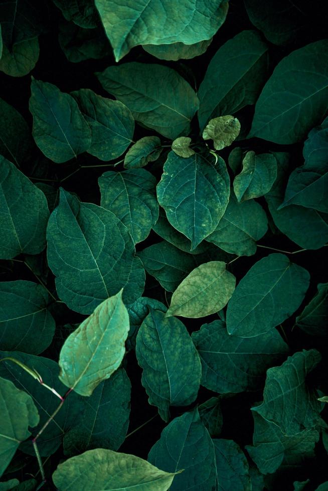 foglie di piante verdi nella natura nella stagione primaverile, sfondo verde foto