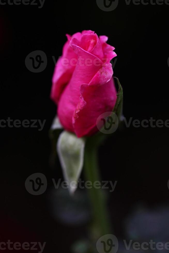 fiore rosa foto