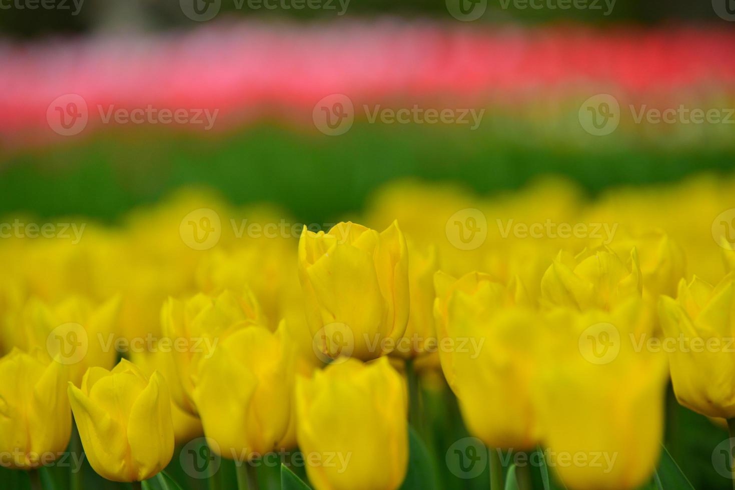 fiori di tulipano foto