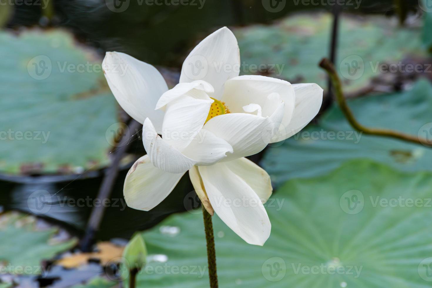 fiore di loto bianco nello stagno di loto foto