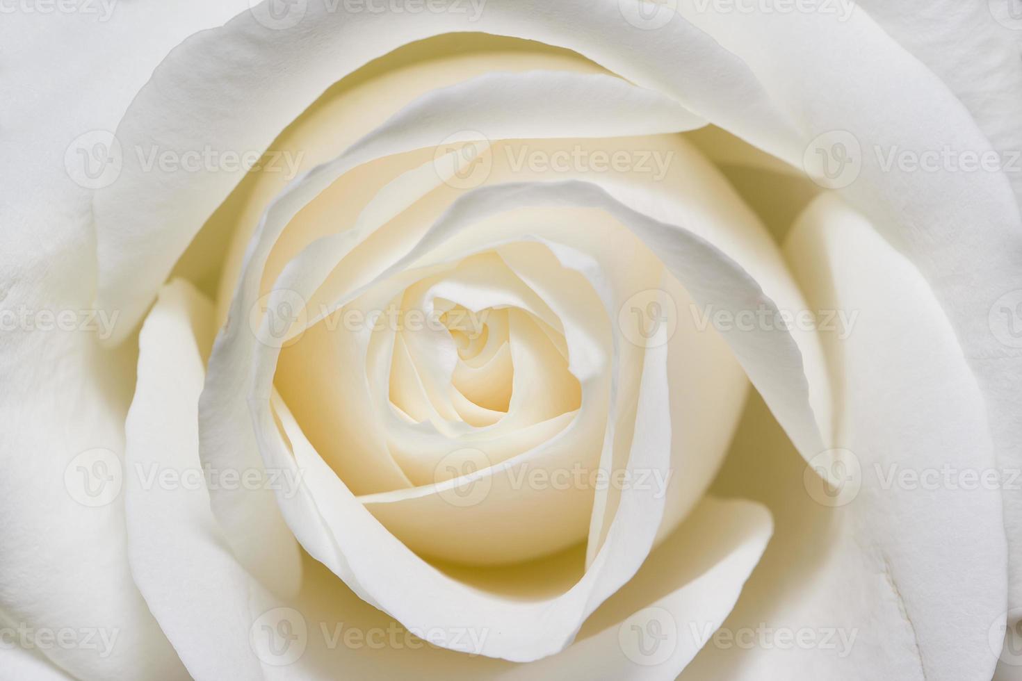 rosa bianca in scala macro foto