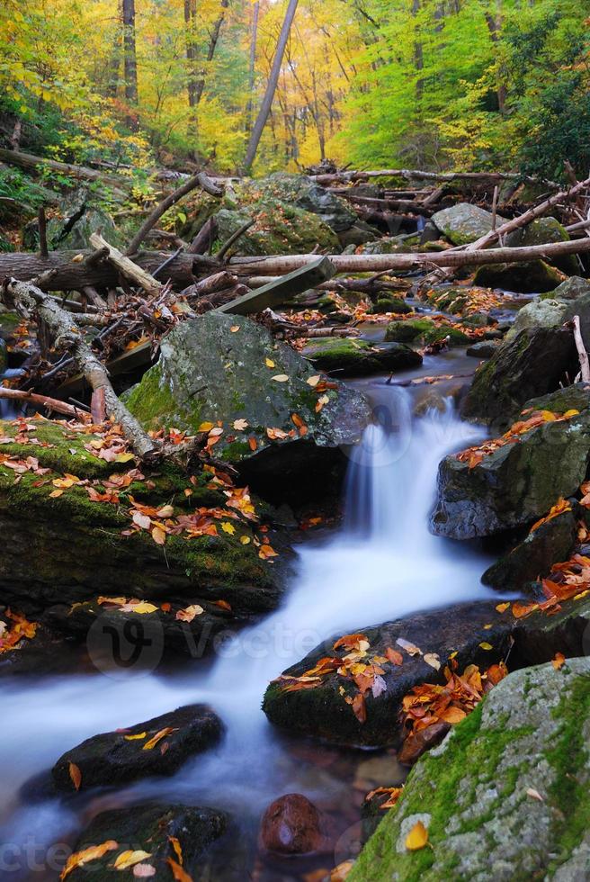 torrente in montagna con aceri gialli autunnali foto