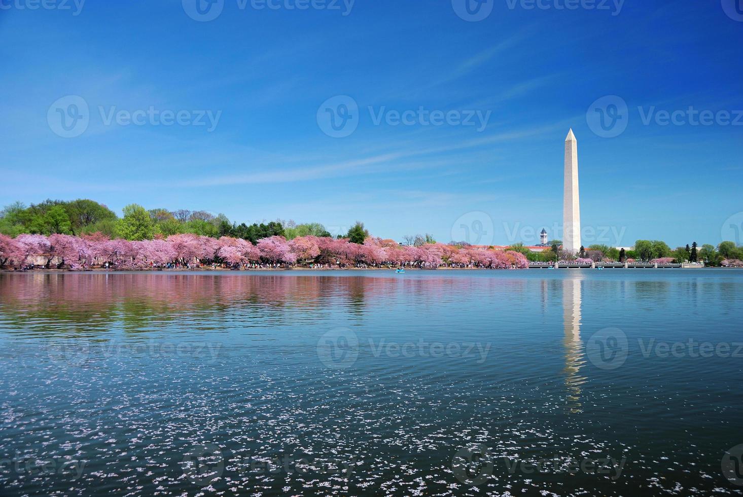 fiore di ciliegio di Washington DC foto