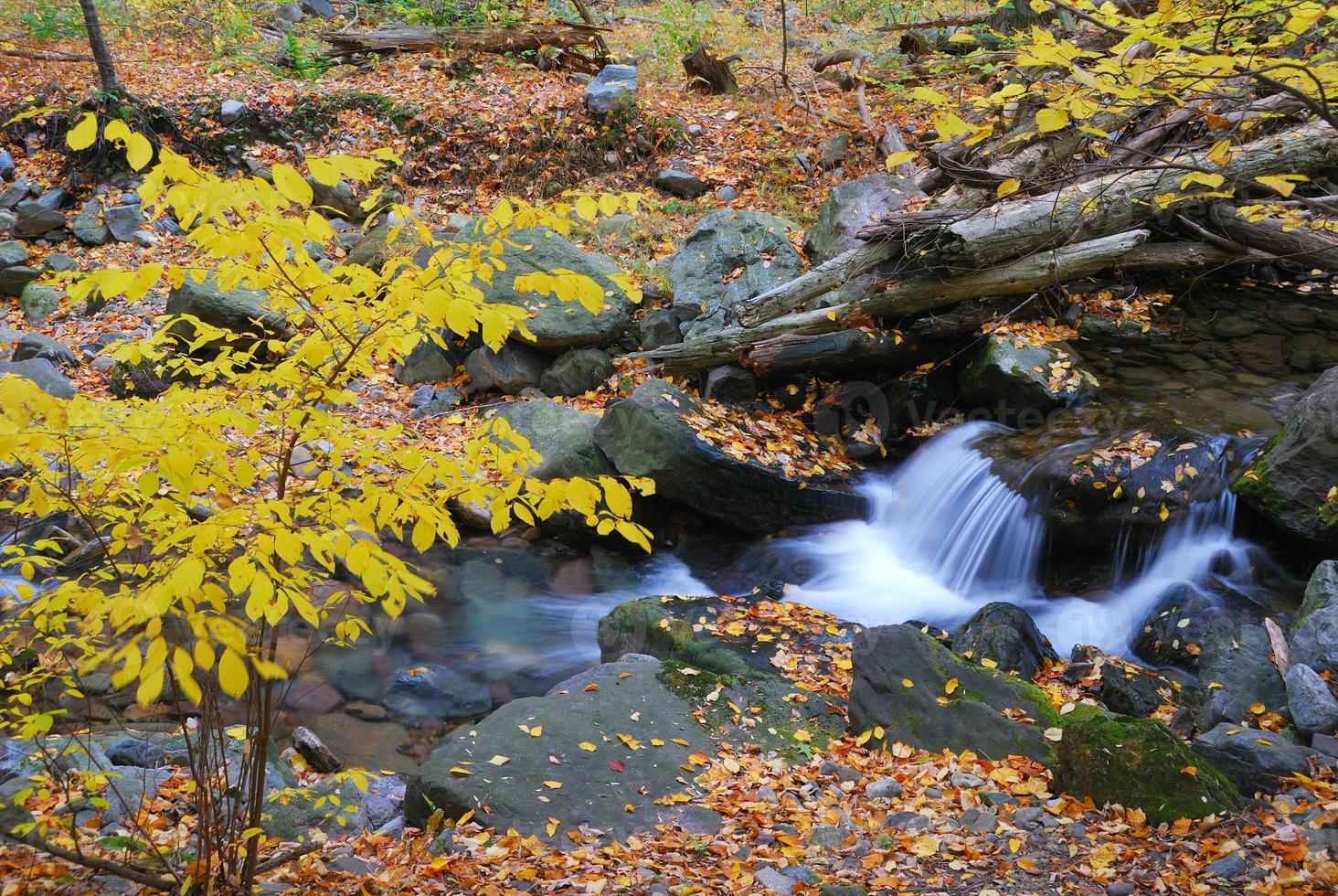 torrente autunnale con alberi di acero giallo foto