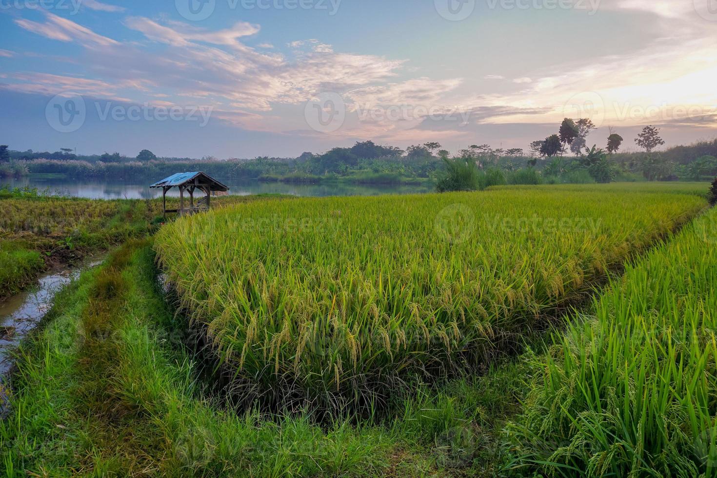 campo di risone verde. piantagione di riso. risaia biologica in asia. prezzo del riso nel concetto di mercato mondiale. bellissima natura del terreno agricolo. risaia. coltivazione delle piante. foto professionale