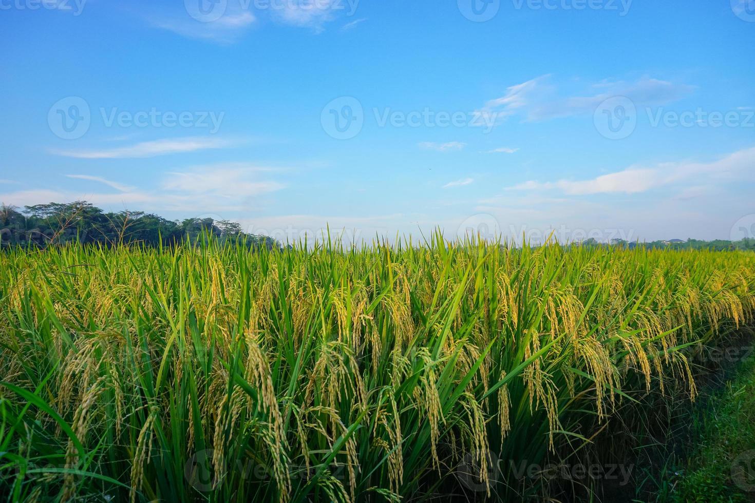 campo di risone verde. piantagione di riso. risaia biologica in asia. prezzo del riso nel concetto di mercato mondiale. bellissima natura del terreno agricolo. risaia. coltivazione delle piante. foto professionale