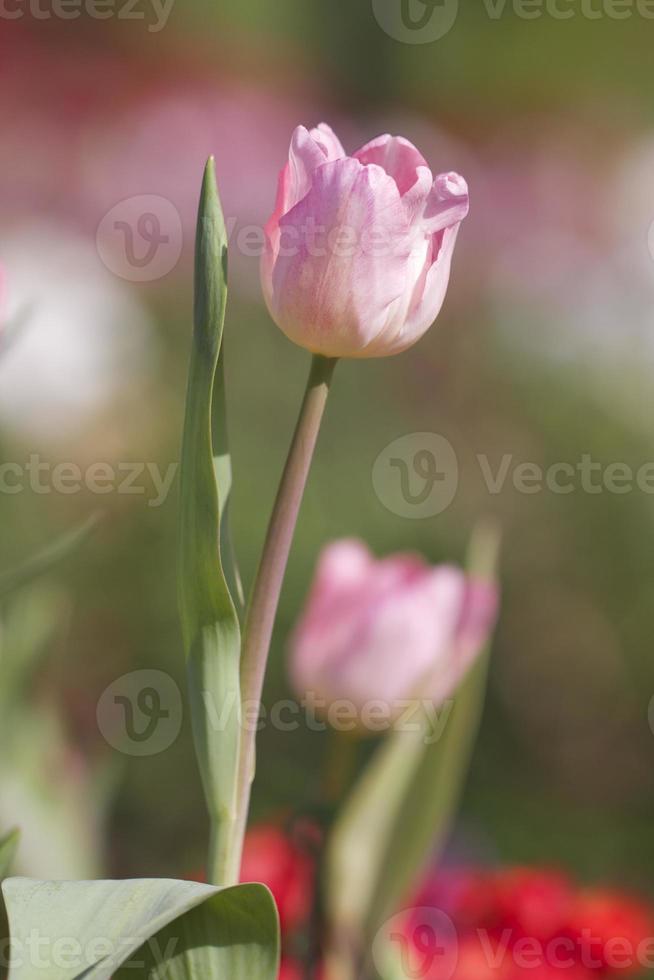 primo piano dei tulipani foto