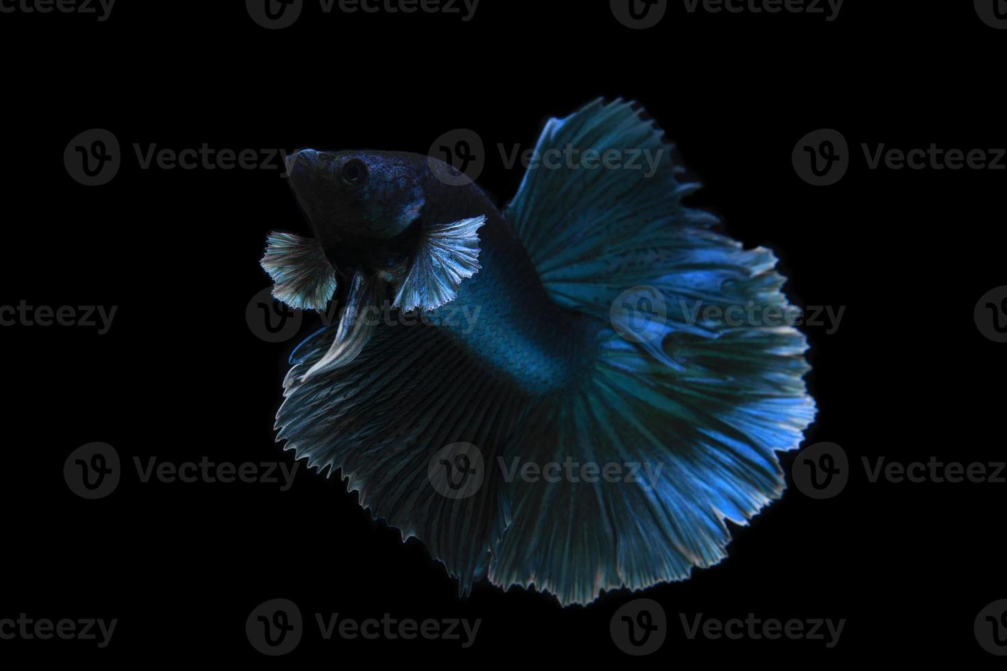 pesce combattente siamese su sfondo nero foto