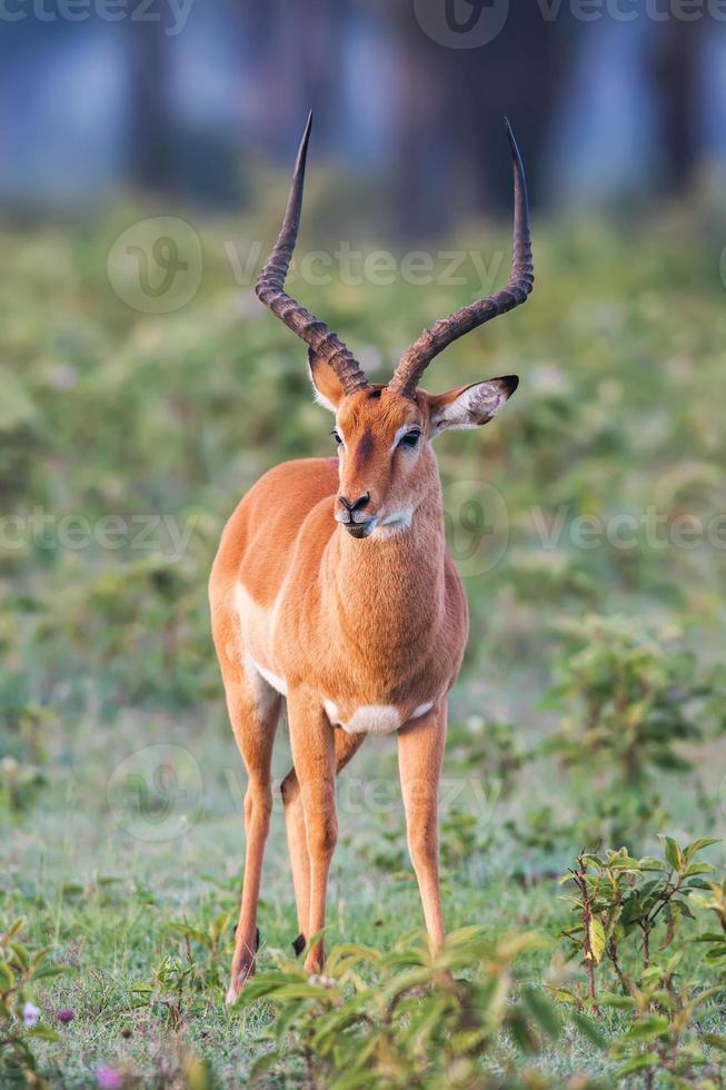 ritratto di un bellissimo maschio impala ram, africa foto