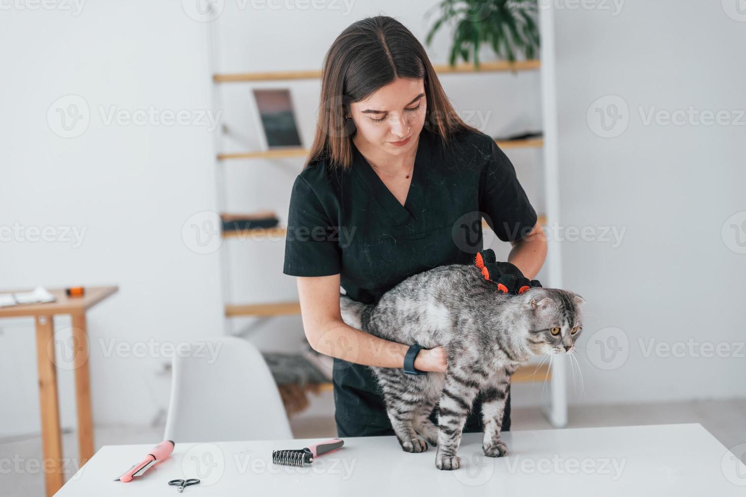 usando il guanto per pulire i capelli. scottish fold cat è nel salone di toelettatura con una veterinaria foto