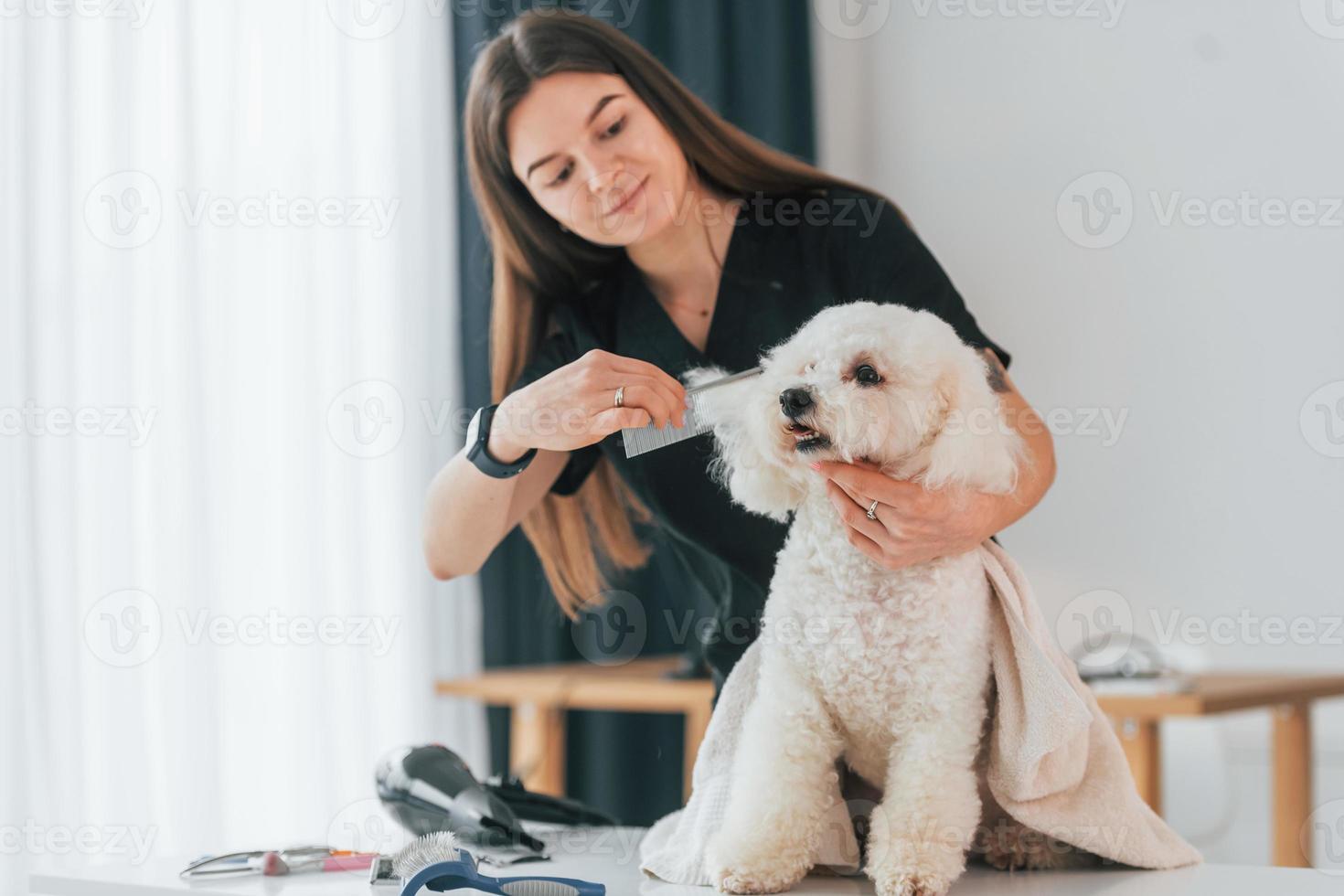 bellissimo animale domestico. simpatico cagnolino è nello studio di toelettatura foto