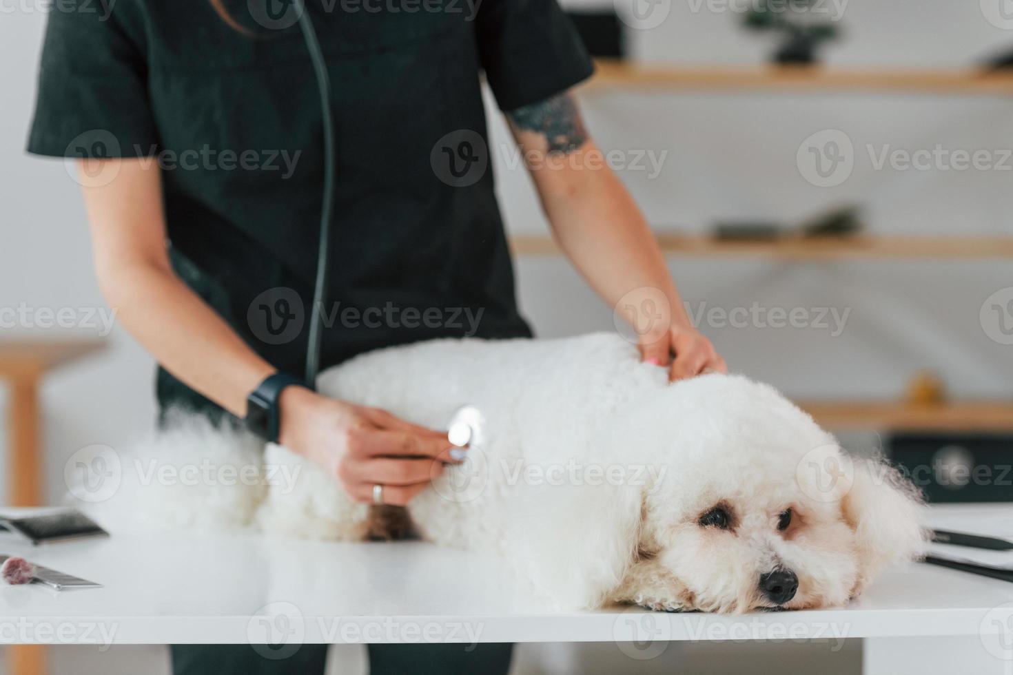 usando lo stetoscopio. simpatico cagnolino è nella clinica veterinaria foto