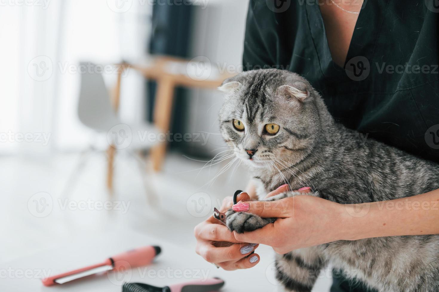 tagliare le unghie. scottish fold cat è nel salone di toelettatura con una veterinaria foto