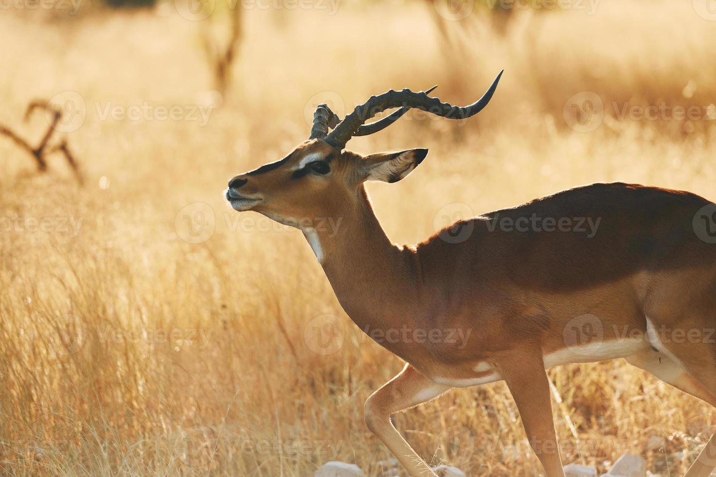 vista laterale. l'antilope è nella fauna selvatica all'aperto in africa foto