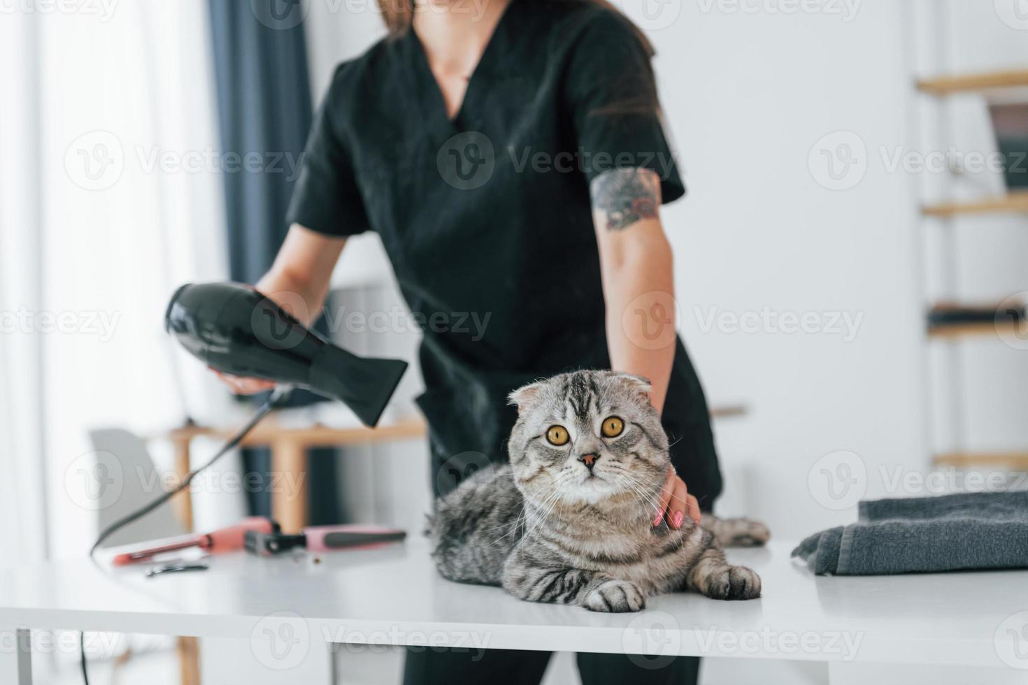 donna che usa l'asciugacapelli. scottish fold cat è nel salone di toelettatura con una veterinaria foto
